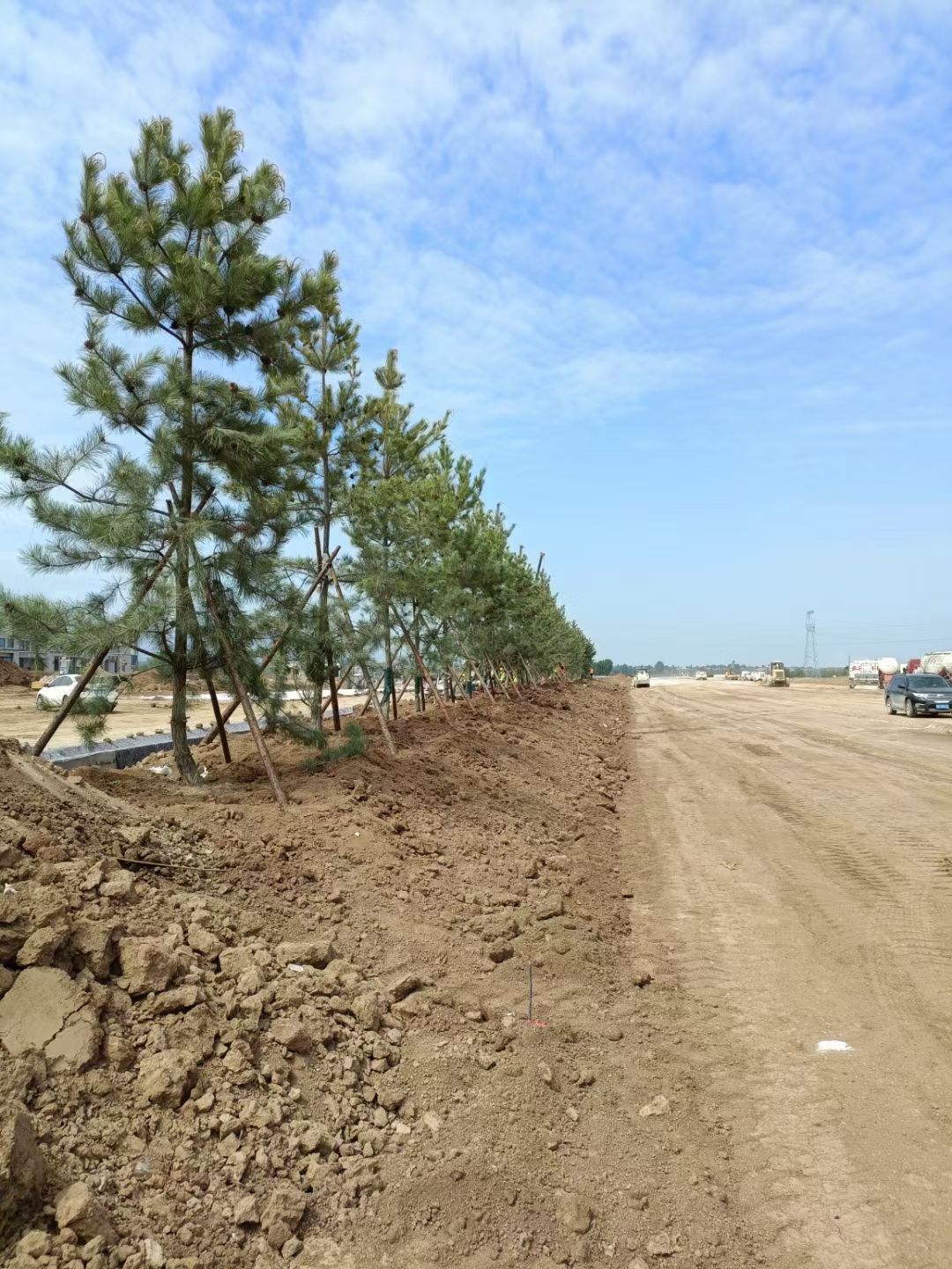 油松价格(造型油松价格)1/2/3/4/5/6/7米油松价格