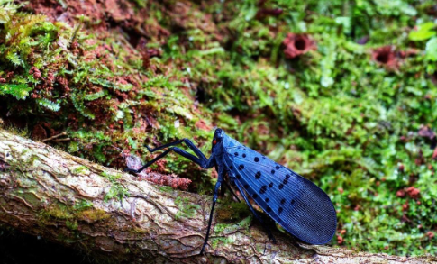 农村叫它"花姑娘",能飞会蹦的果树害虫,如何防治?