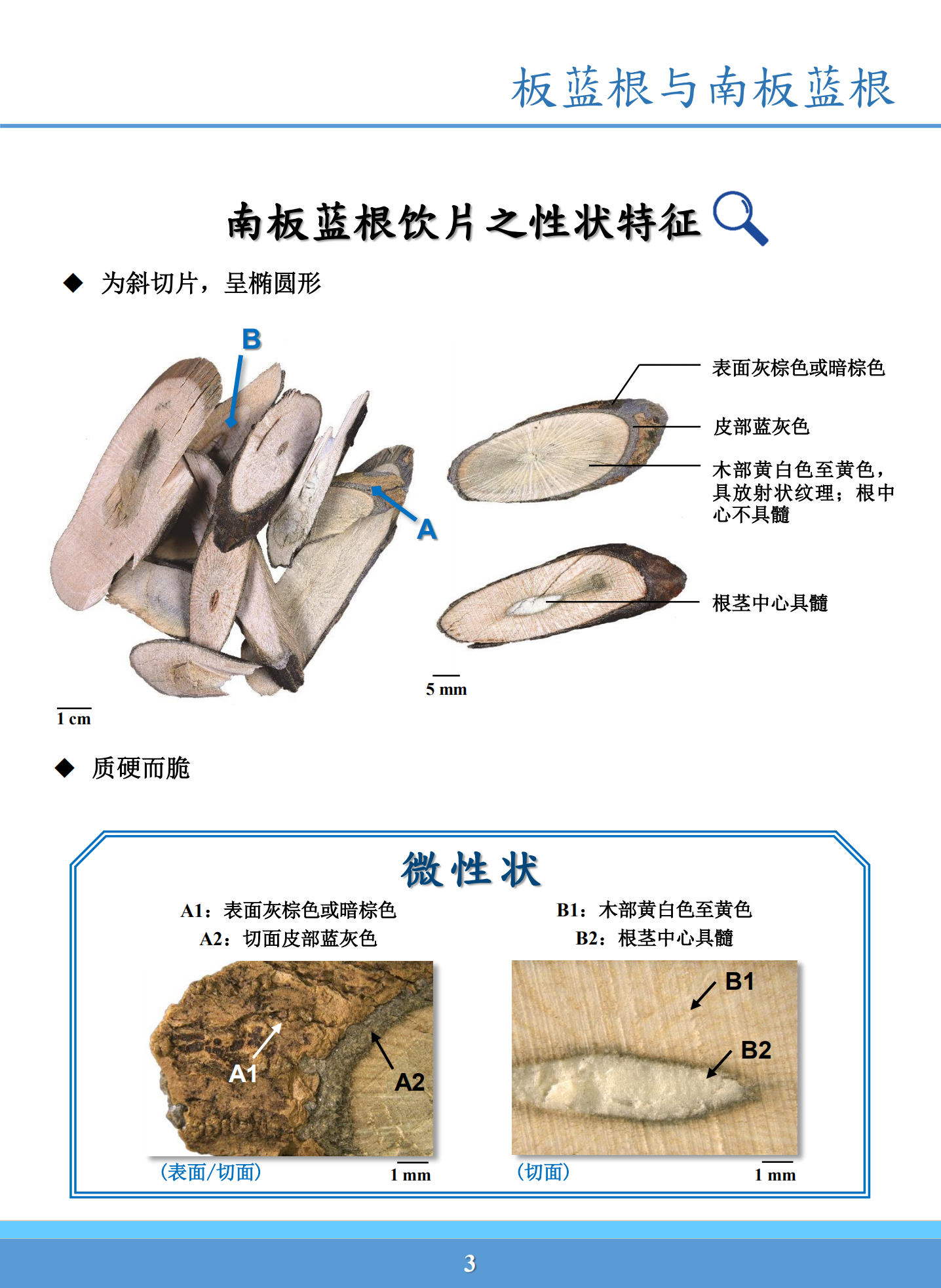 南板蓝根的功效与作用图片