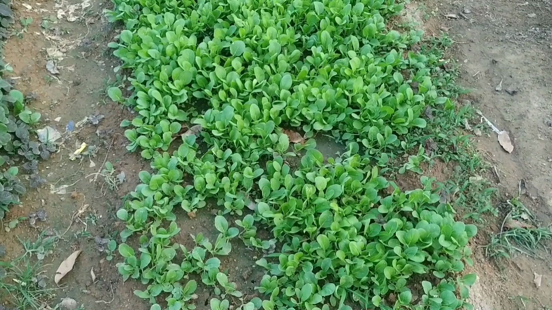 小白菜投入少,生长周期短,管理方便,是致富的好门道