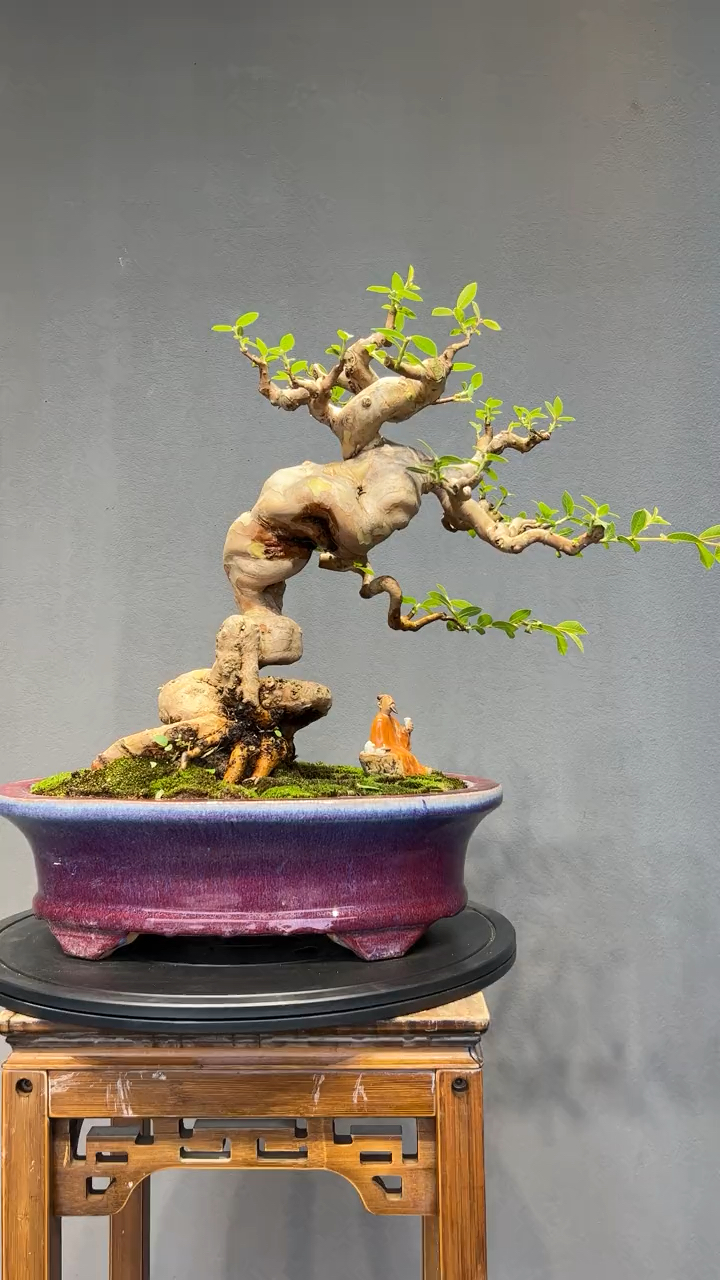 提根番石榴盆景艺术