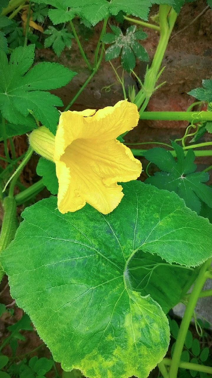 北瓜花仙姿赛牡丹.