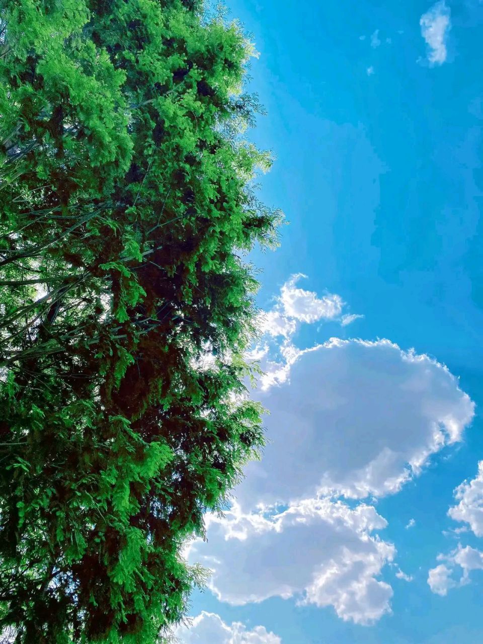 平常的事物,却能拍成唯美的图片