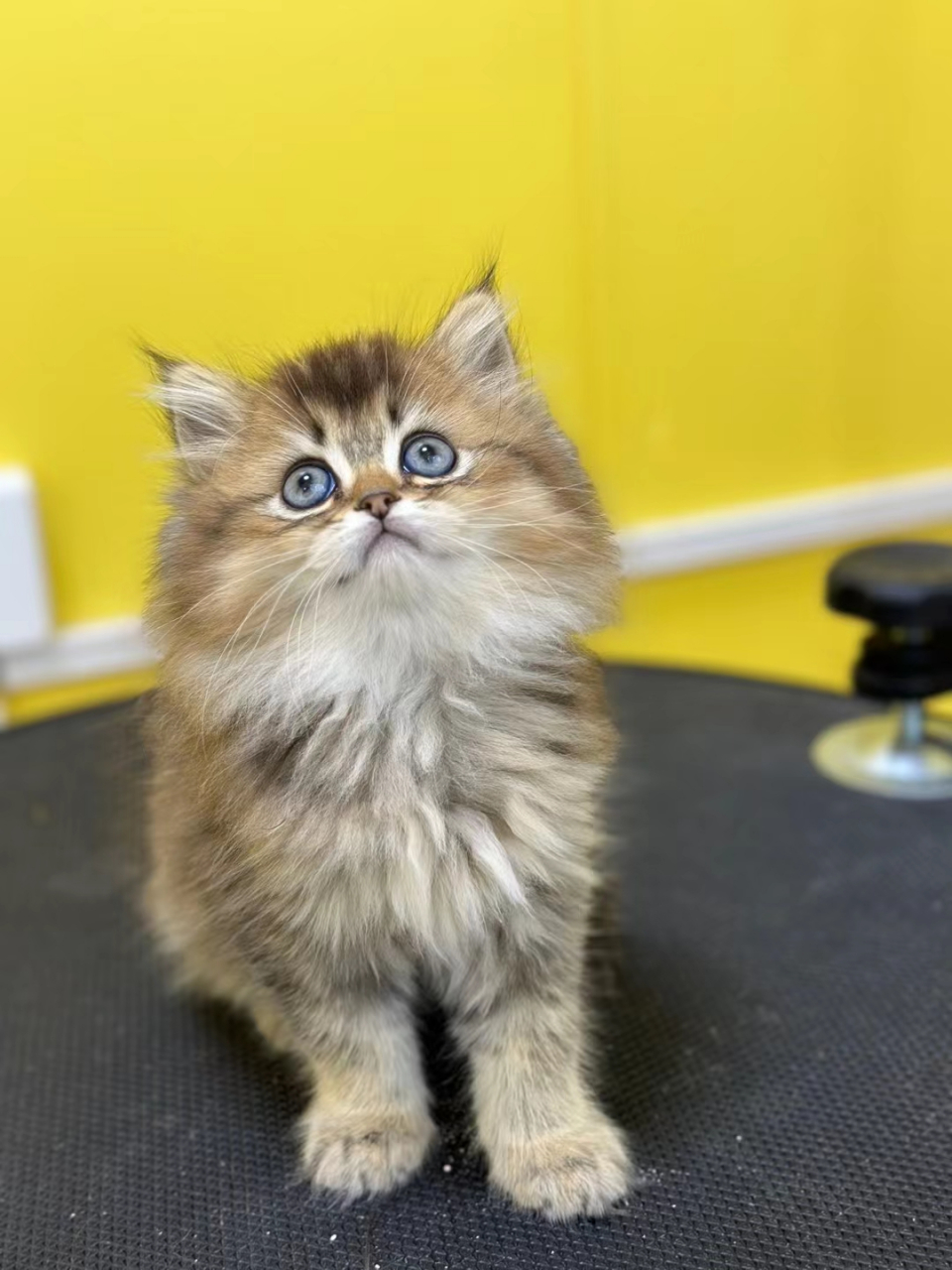 突然看到这么可爱的黑金渐层,打算领养回家了,不知道毛孩子好不好养啊