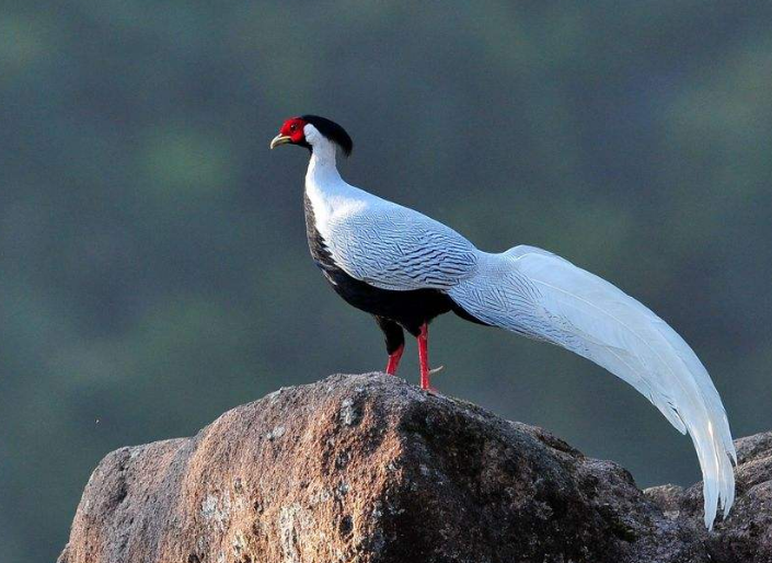 黄山风景区,发现国家二级野生保护动物野生白鹇