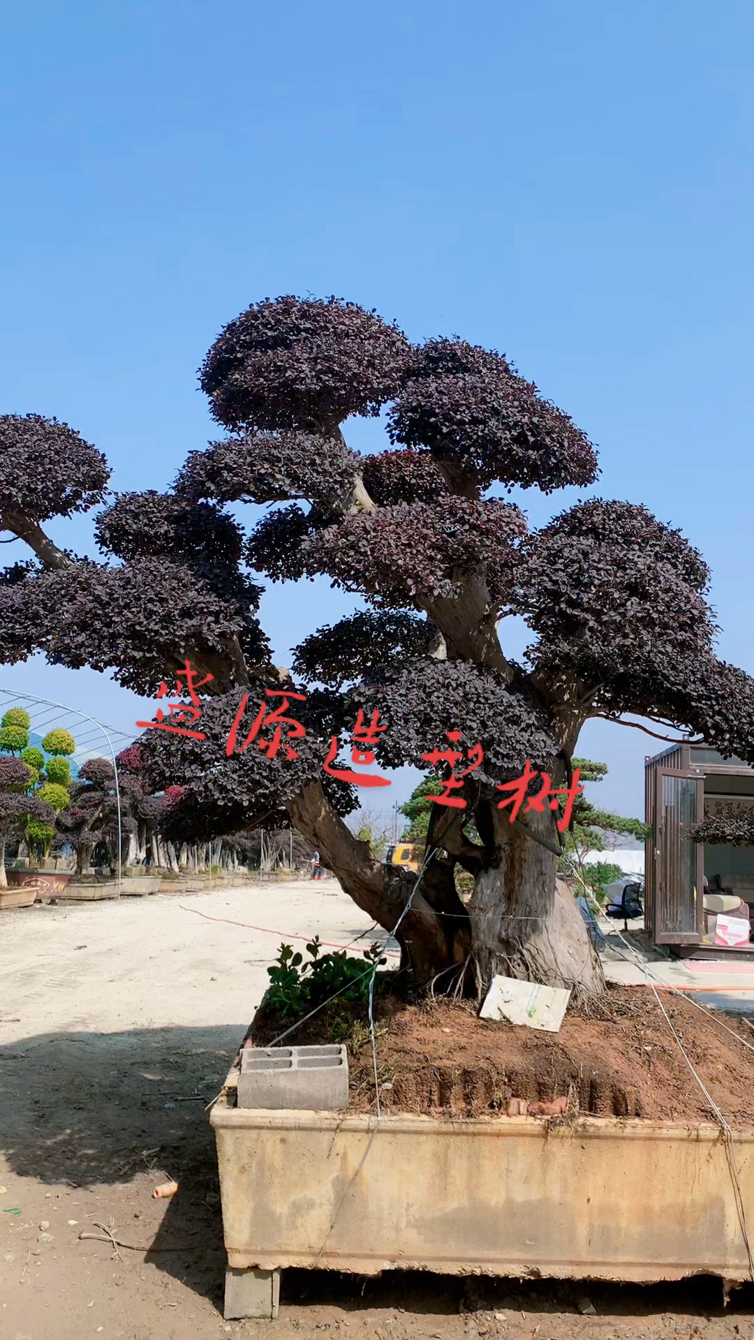 红花继木造型树红红火火四季不落叶适合庭院别墅农家小院栽植