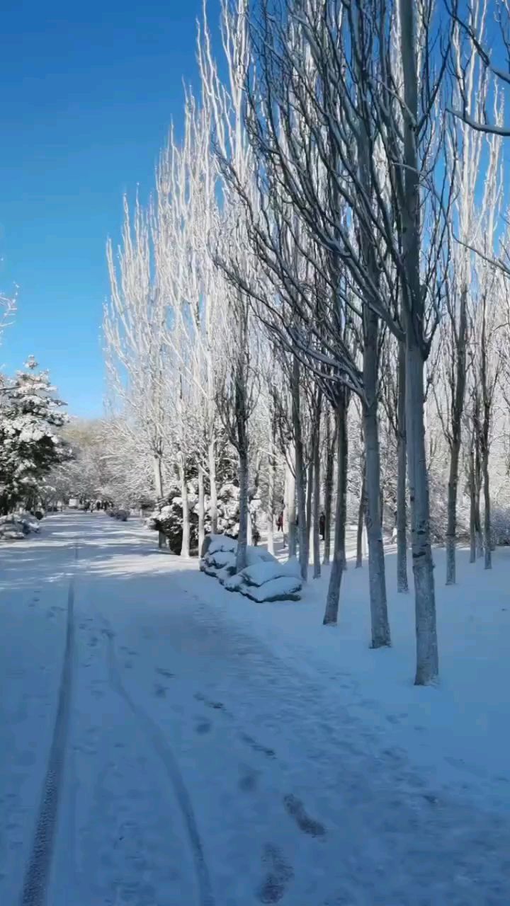 北国之春的雪景