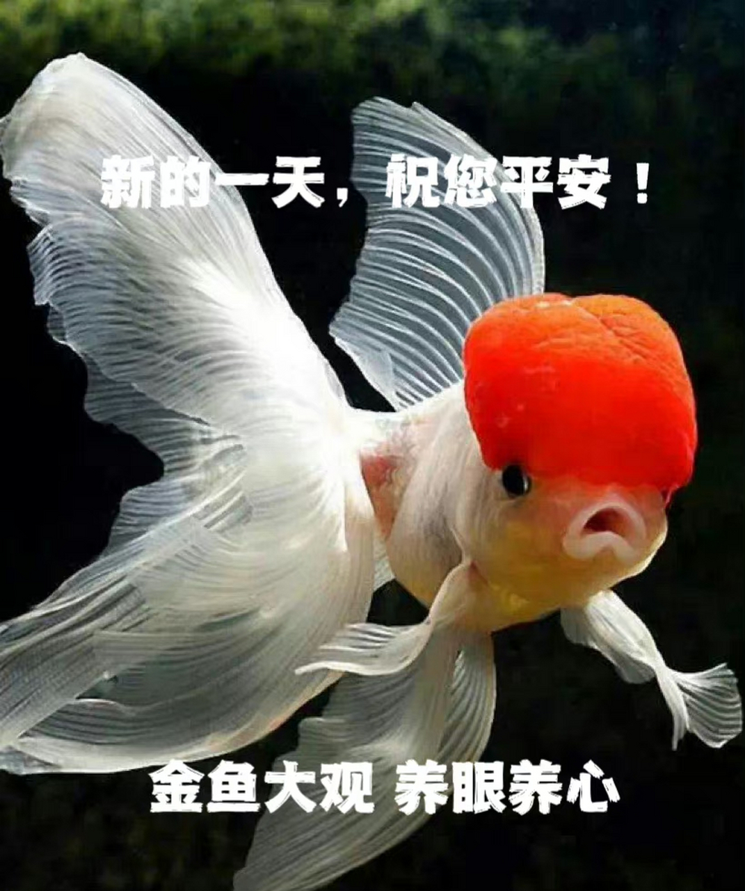 金鱼大观 养眼养心 ​