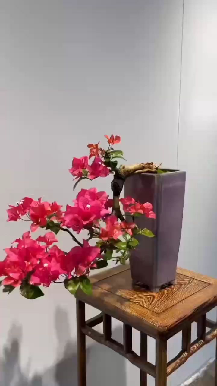 分享一棵三角梅,悬崖老桩,四季开花.