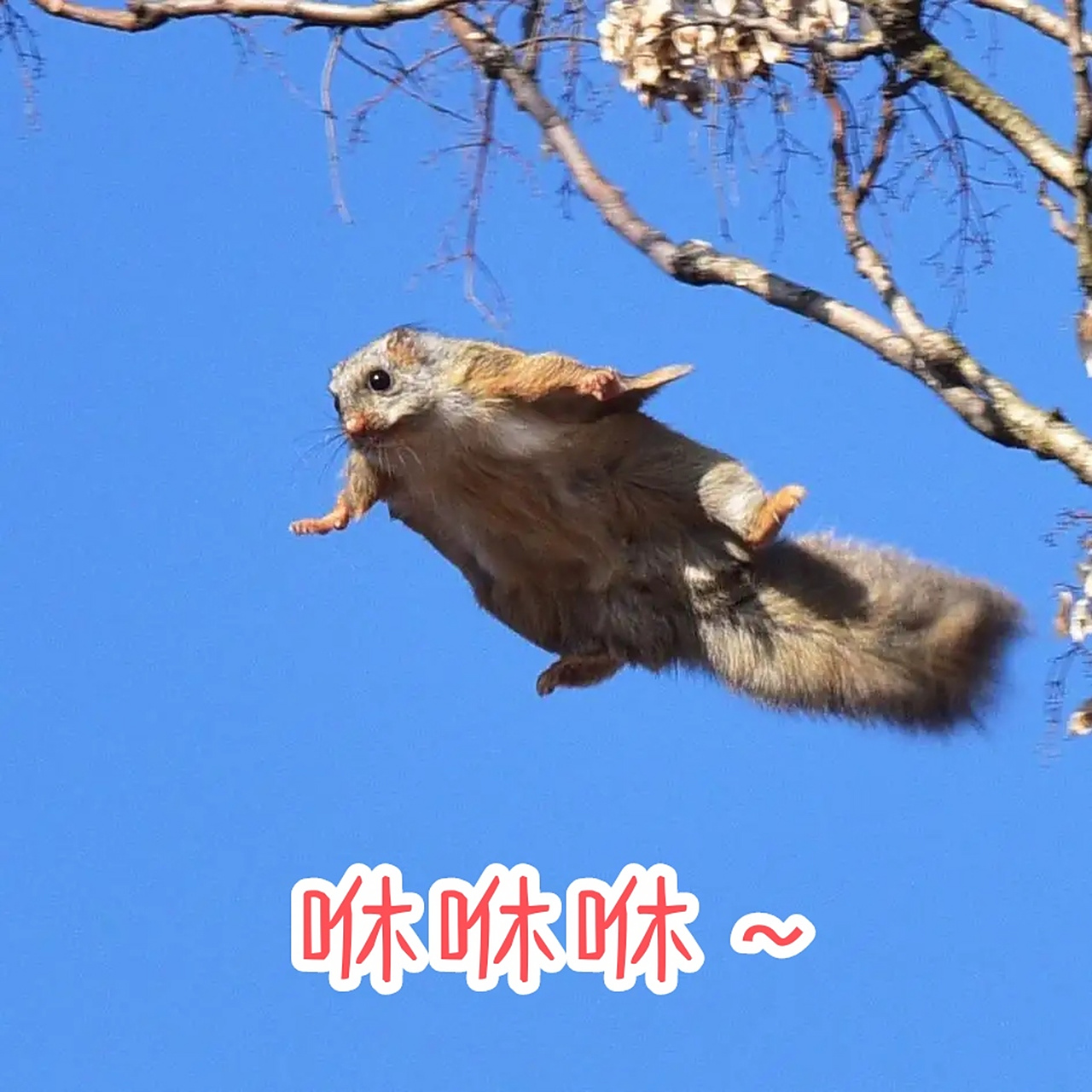 超可爱的小飞鼠,小巧玲珑,眼大而圆,树栖生活,取食植物的果实,种子