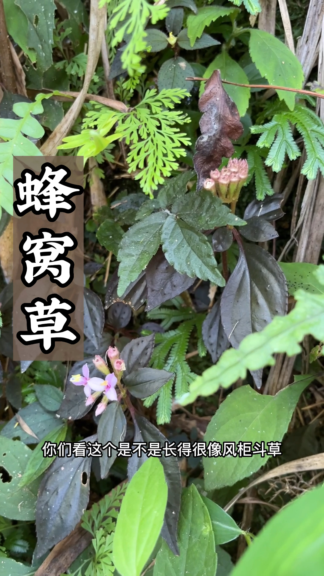蜂窝草你们认识吗?