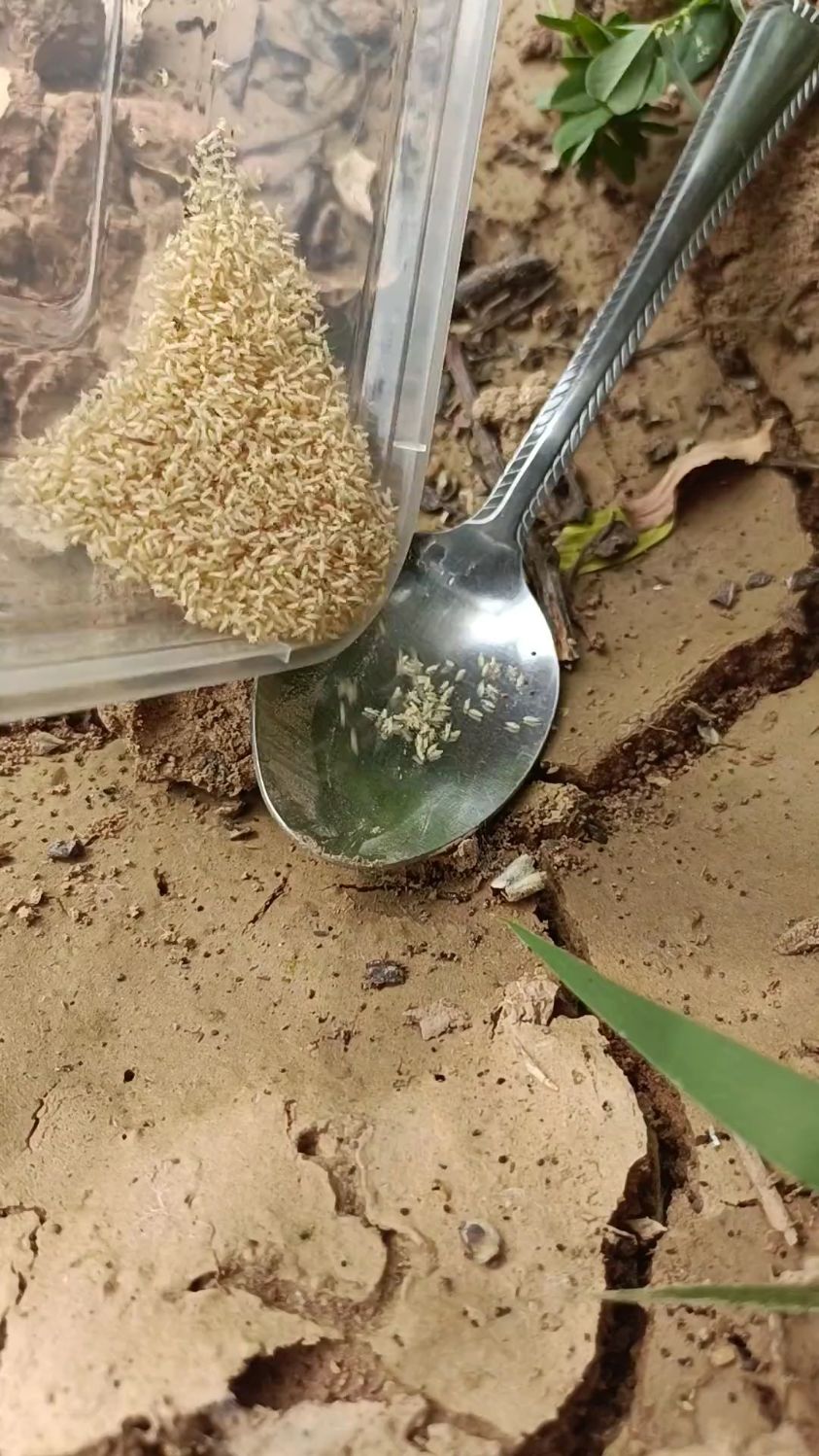 知了猴养殖,金蝉幼虫幼苗爬叉,你养我回收-度小视