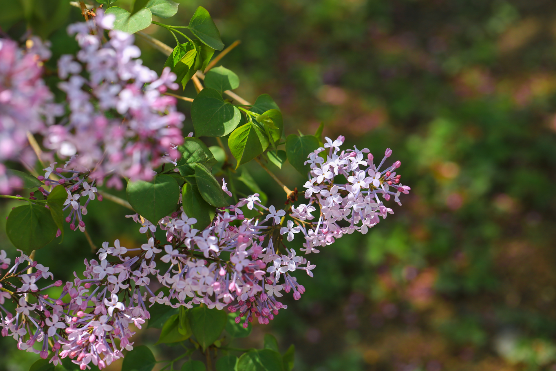 丁香花开(每日摄影作品欣赏)