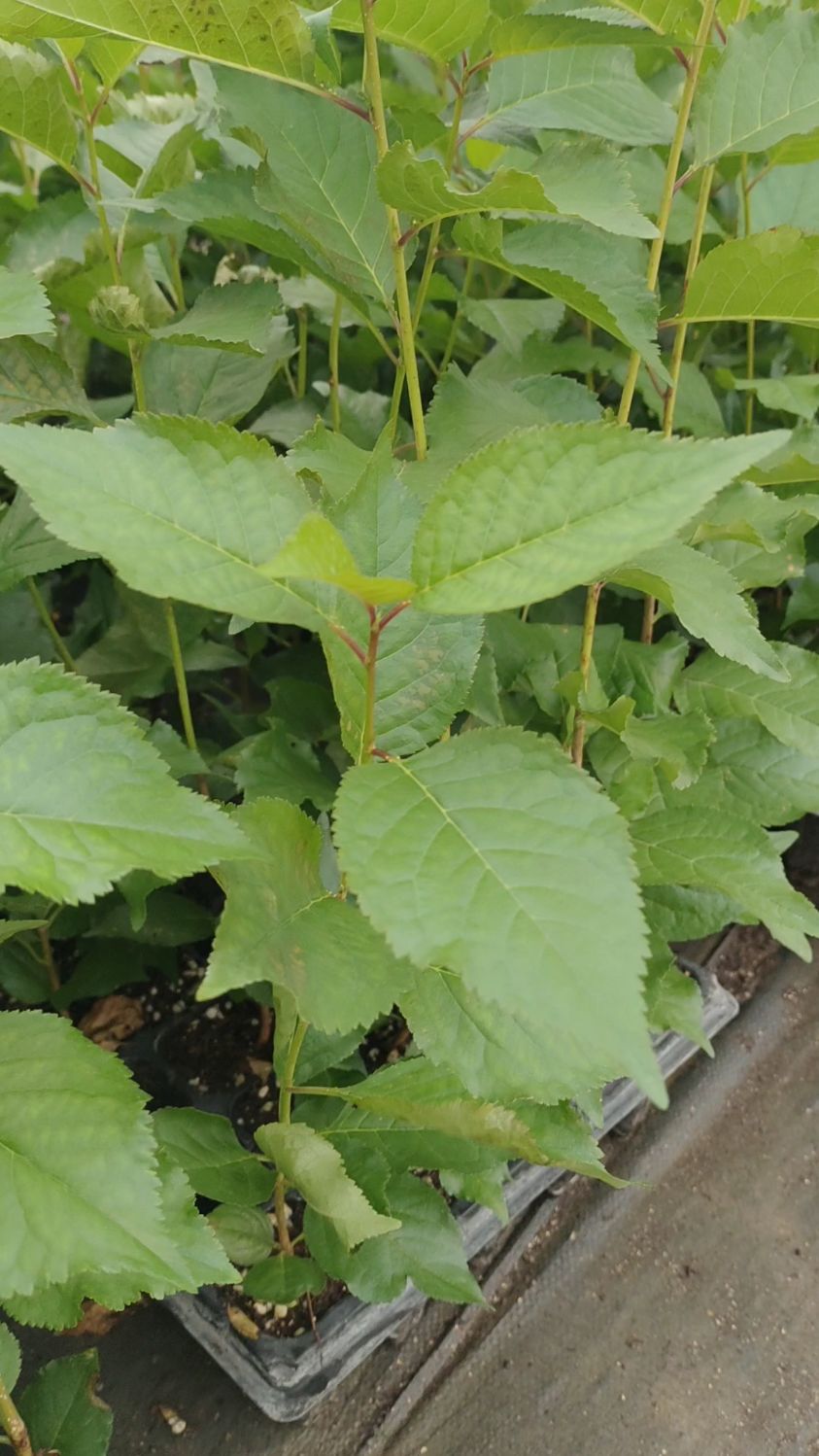 脱毒组培吉塞拉系列砧木苗,无病菌病害,嫁接车厘子大樱桃苗首选砧木!