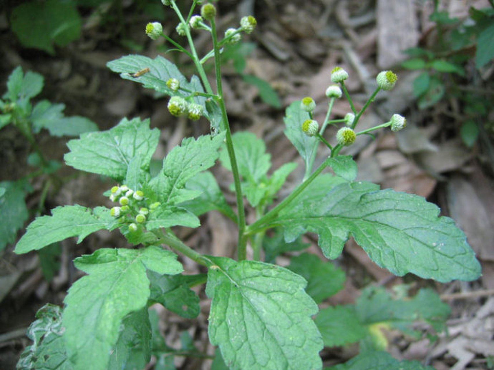 鱼眼草它们多生在山地中平川地头.在我国的湖北两广,云贵川等地区!