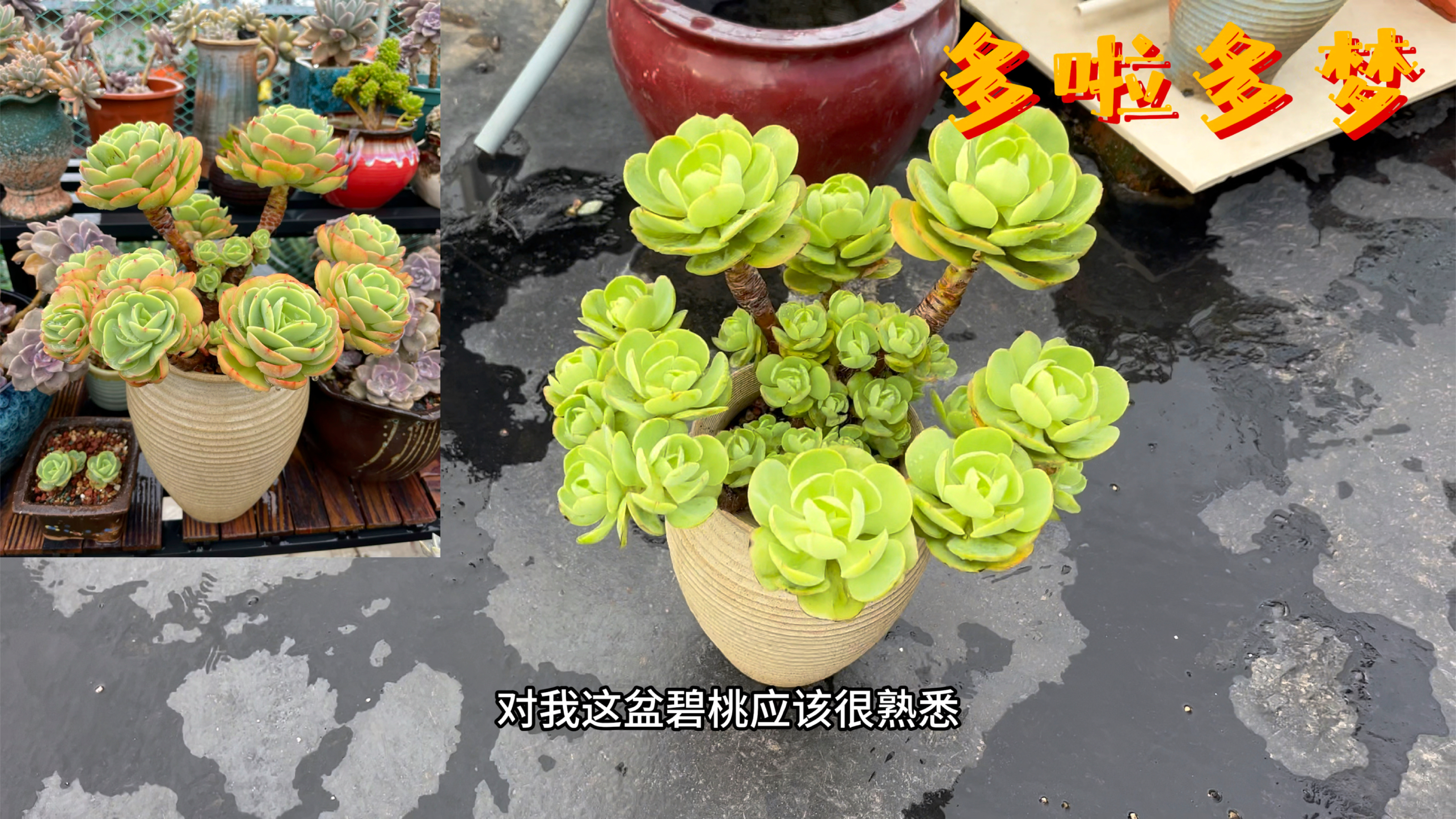 给我的大碧桃换盆了,不一样的给多肉换盆法!