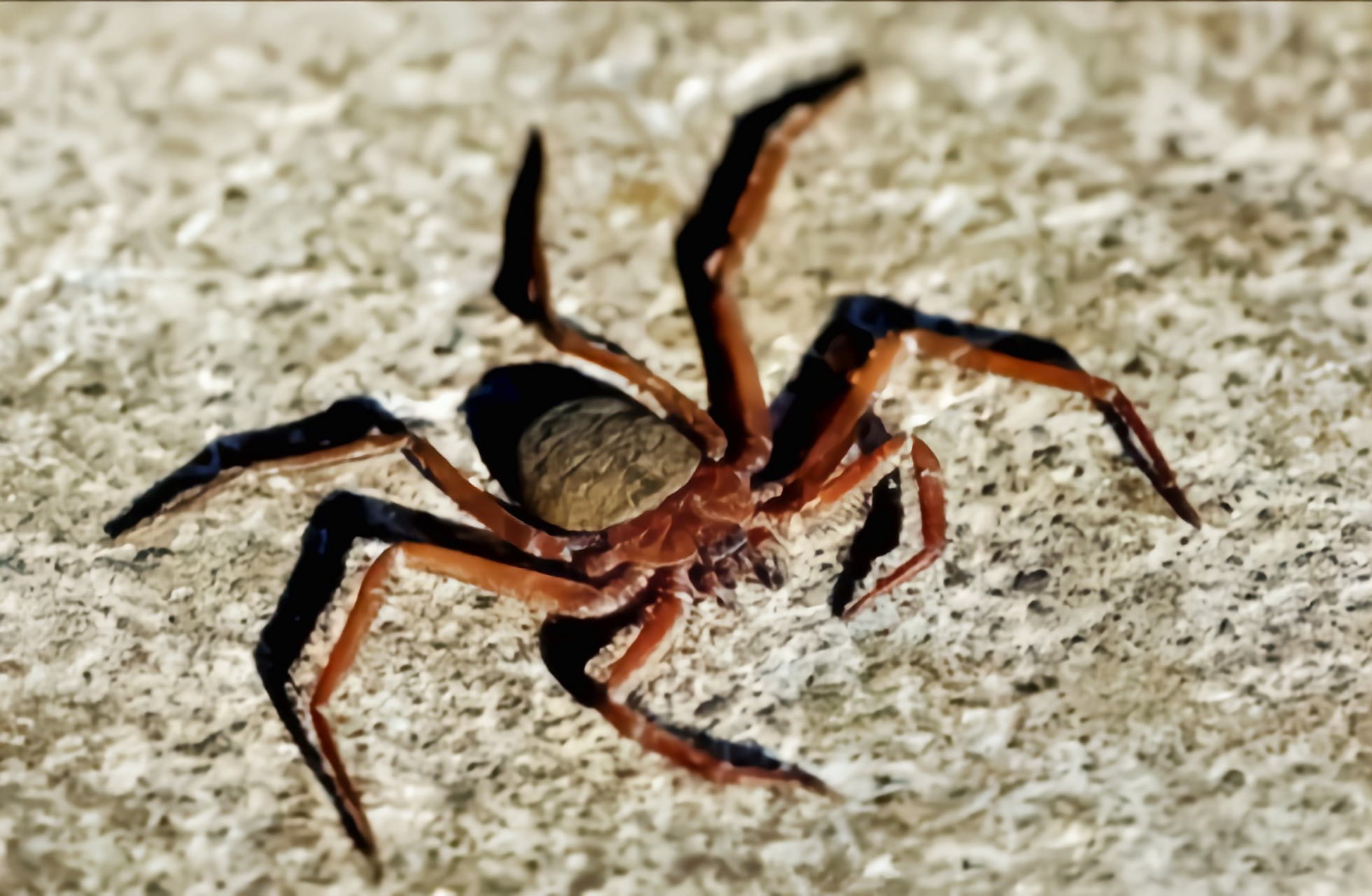 每天认识一种动物——珍奇扁蛛 珍奇扁蛛别名扁蛛,为蜘蛛目,转蛛科,扁