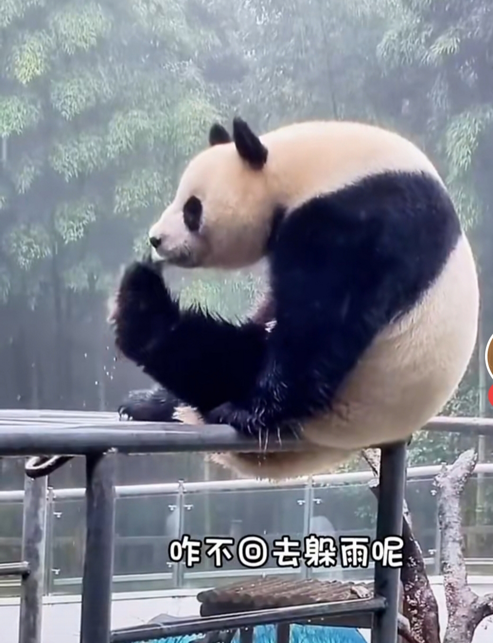 雨中的大熊猫看起来好忧郁啊.像一个失恋的人.