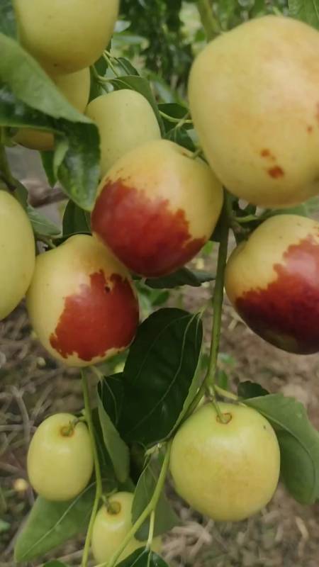 二代冬枣苗种植管理技术简单 丰产性强-度小视