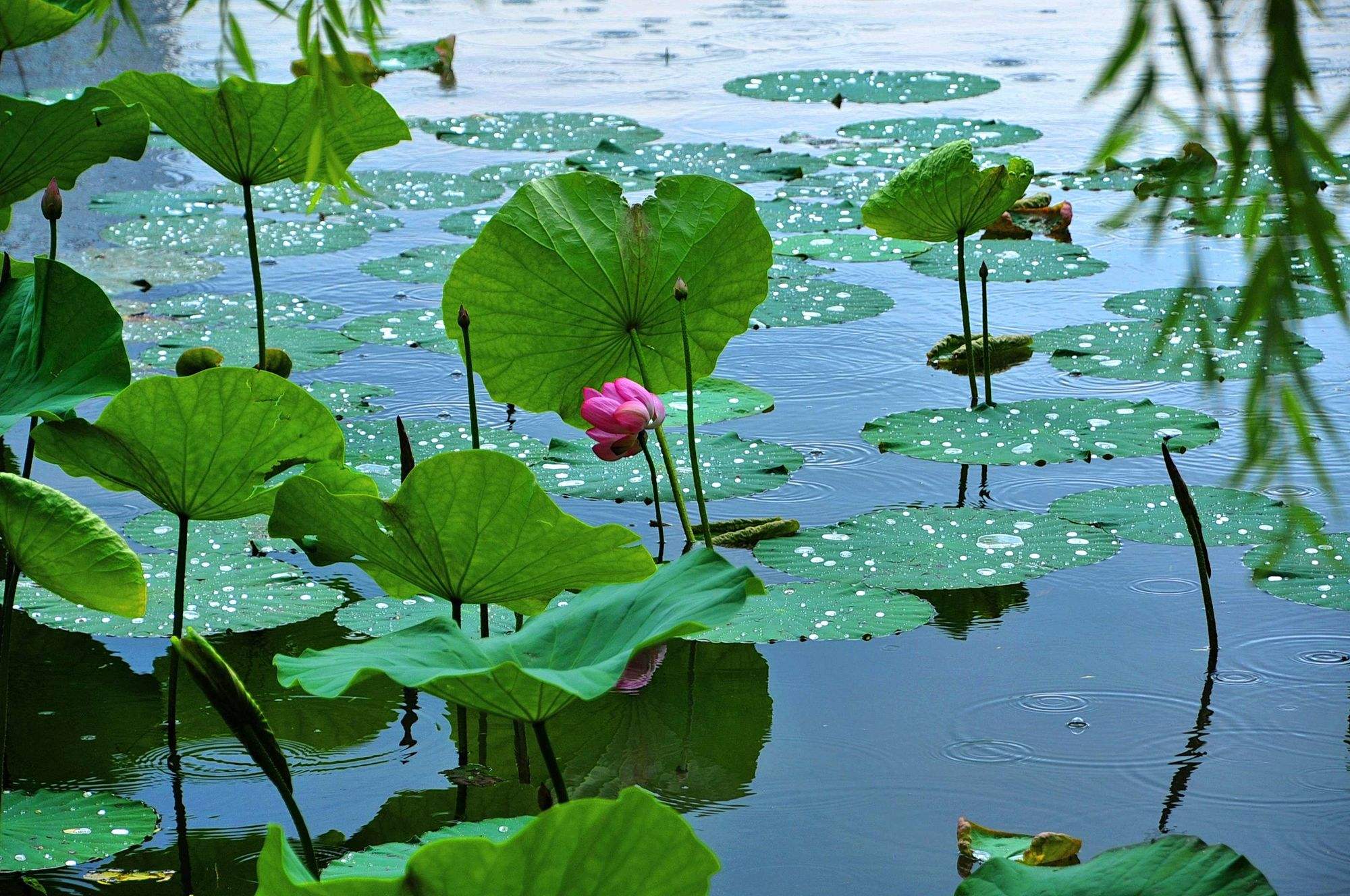 五月风,六月雨