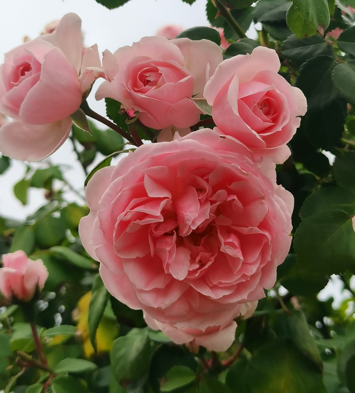 [小红花]花色以红色为主,其他有白,黄,粉红,玫瑰红等.