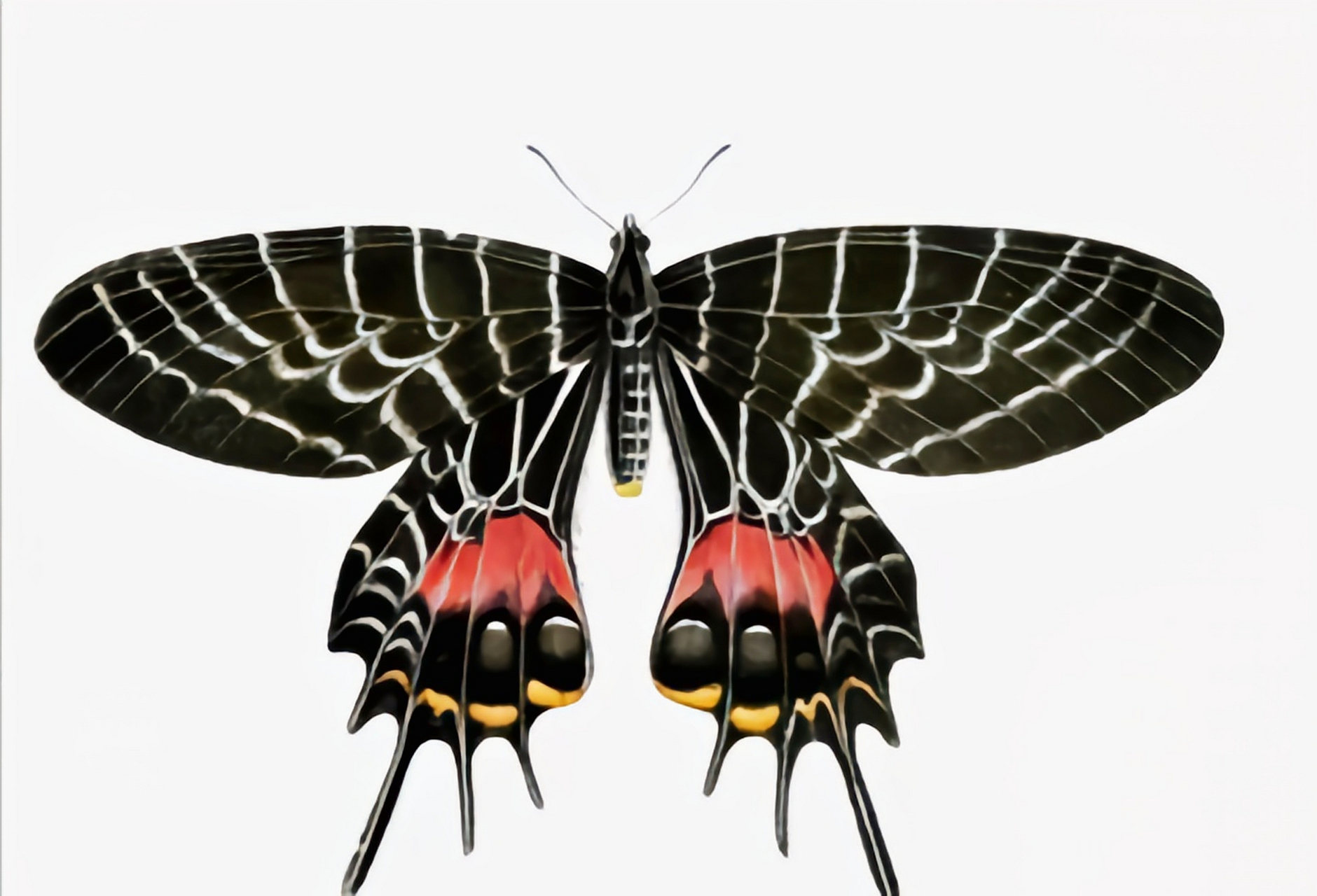 每天认识一种昆虫——不丹褐凤蝶 不丹褐风蝶是不丹的国蝶.