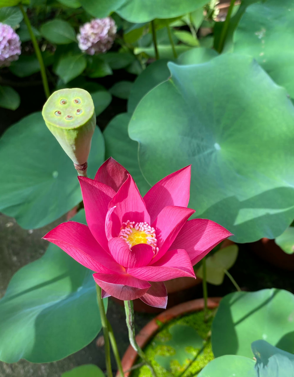 它的花蕊是粉红色的火红荷花,年年荷花开 岁岁人不同 夏来我也来 共度