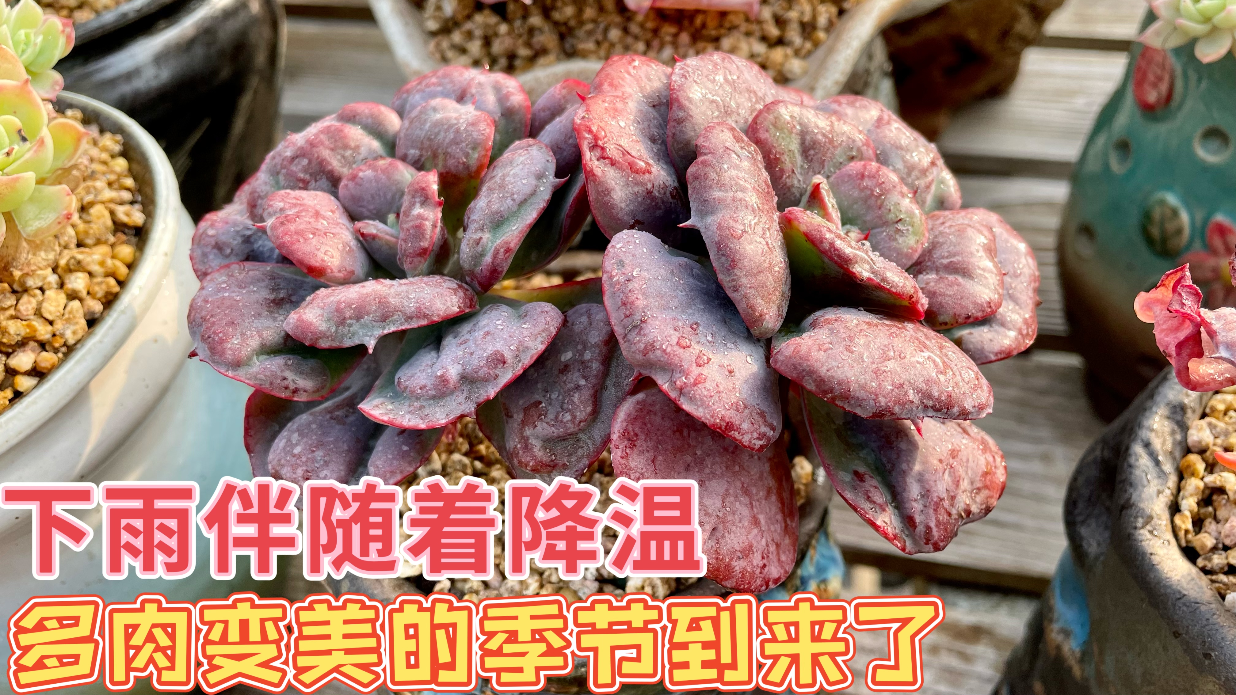 大雨夹杂着大风,温度也下降了,养多肉的美好季节日子终于来临啦