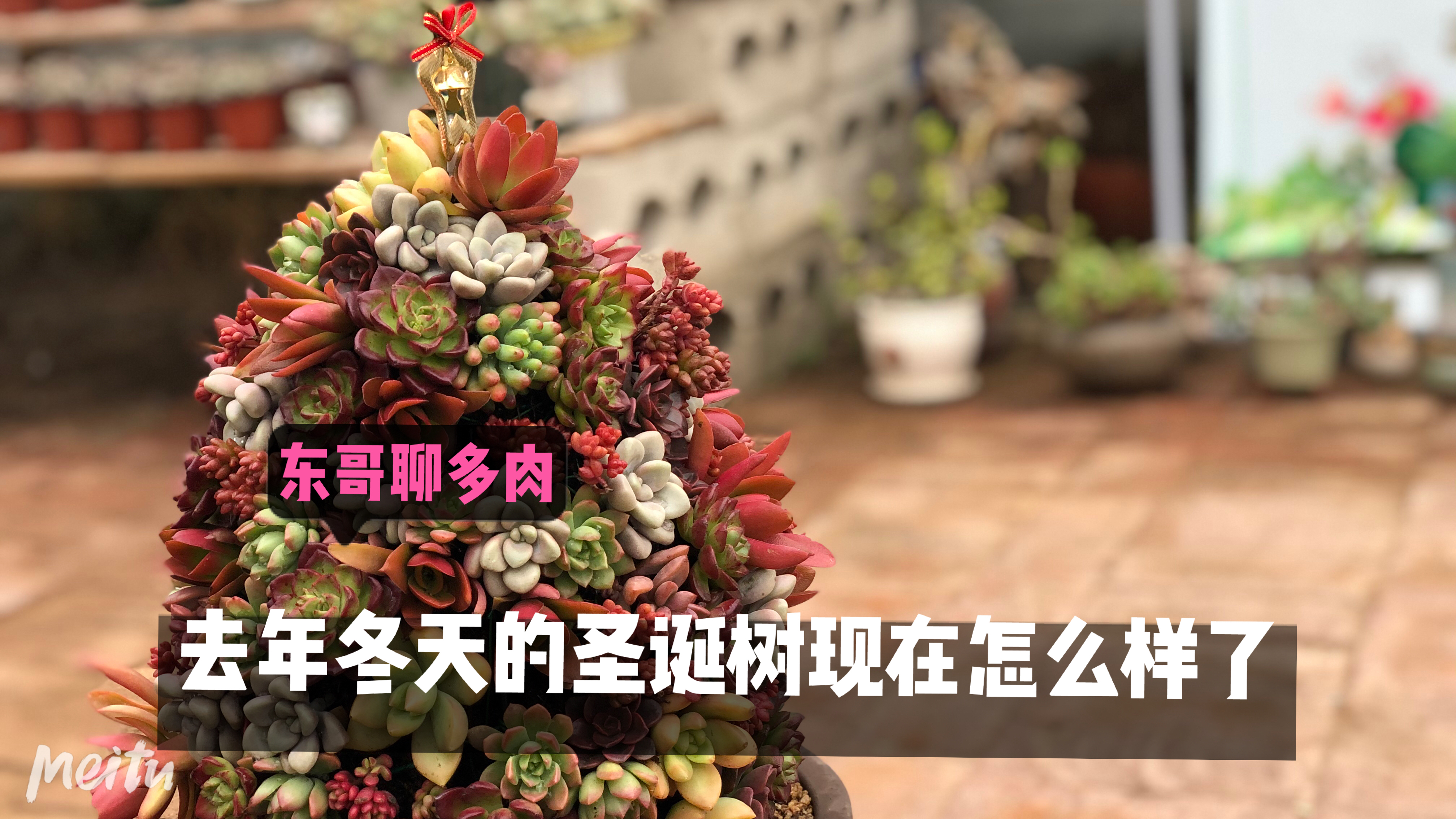 夏季到了,东哥去年种的圣诞树现在怎么样了?