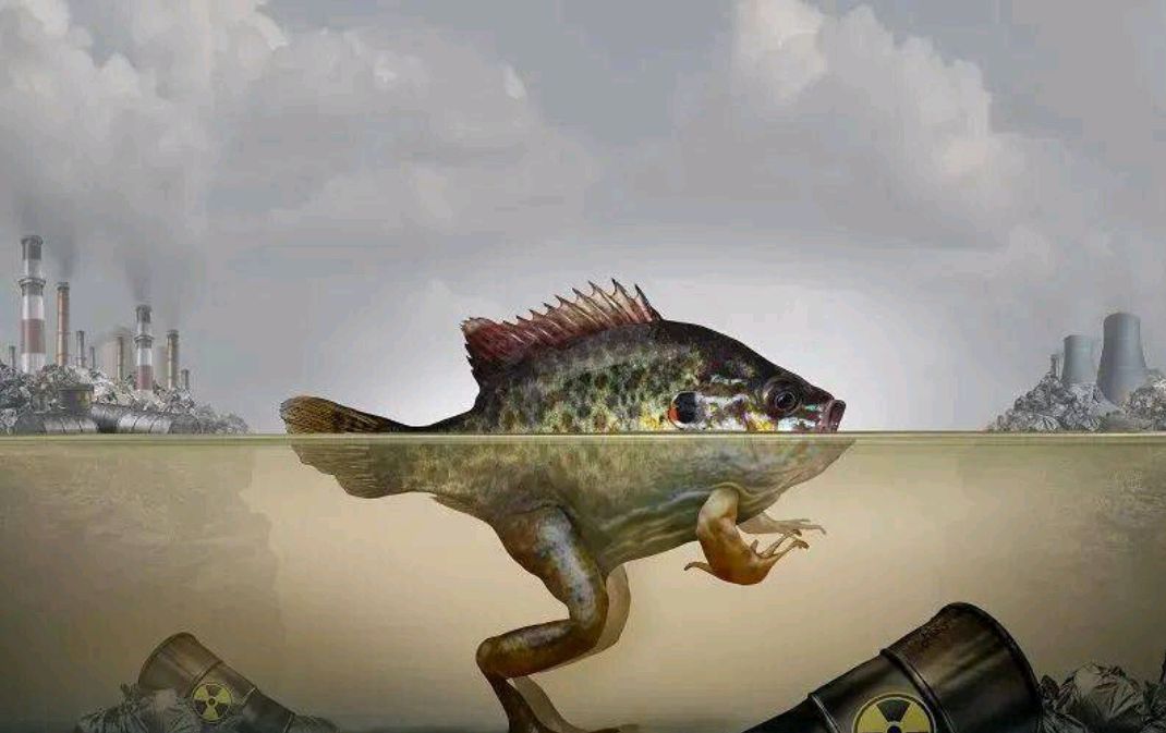 日本禁止福岛黑鲉鱼上市,看来奥特曼懂的道理日本政府却不懂!