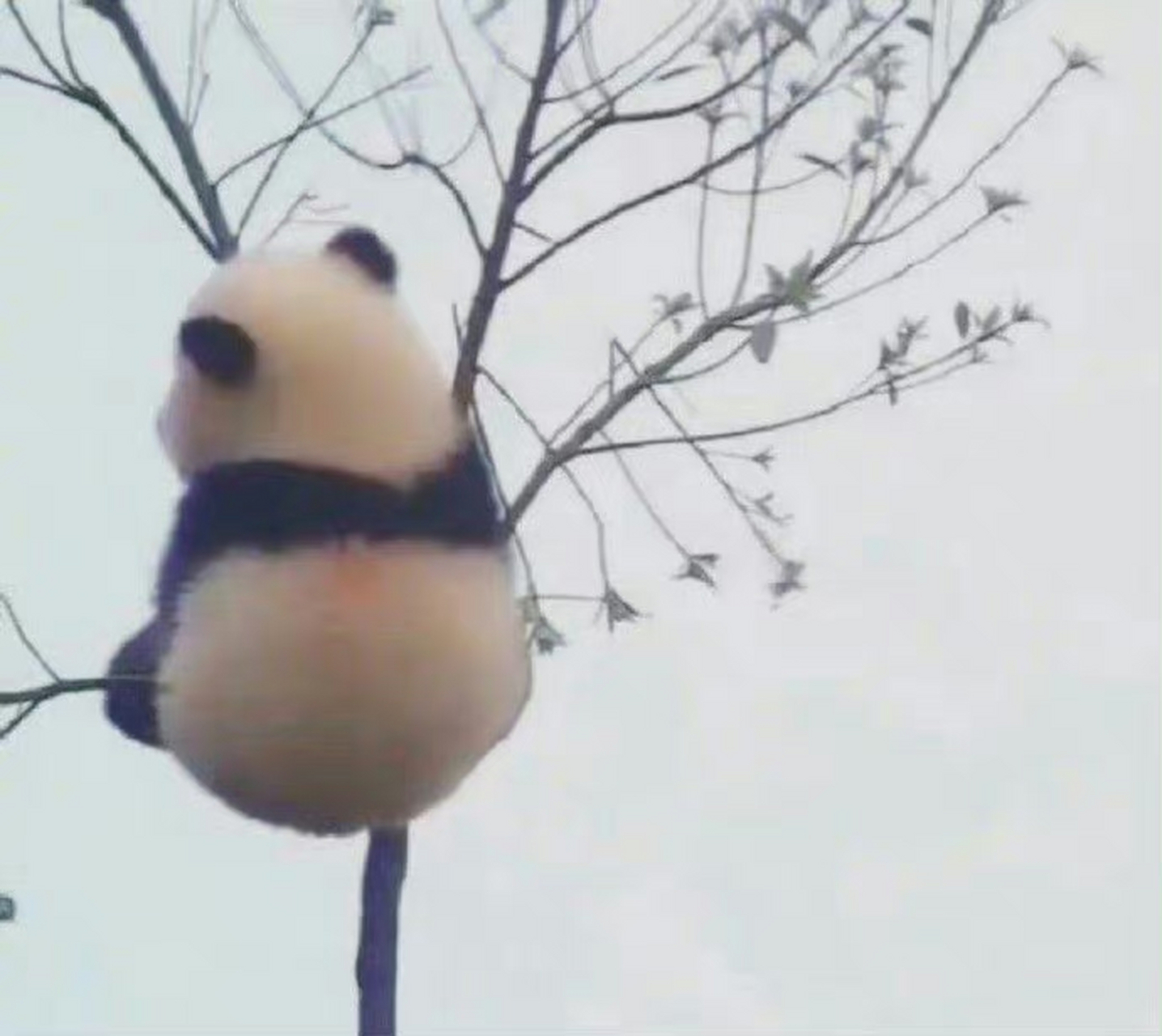 会爬树的大熊猫