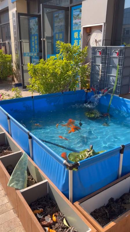 鱼池帆布的锦鲤鱼看到人来了 马上欢游起来-度小视