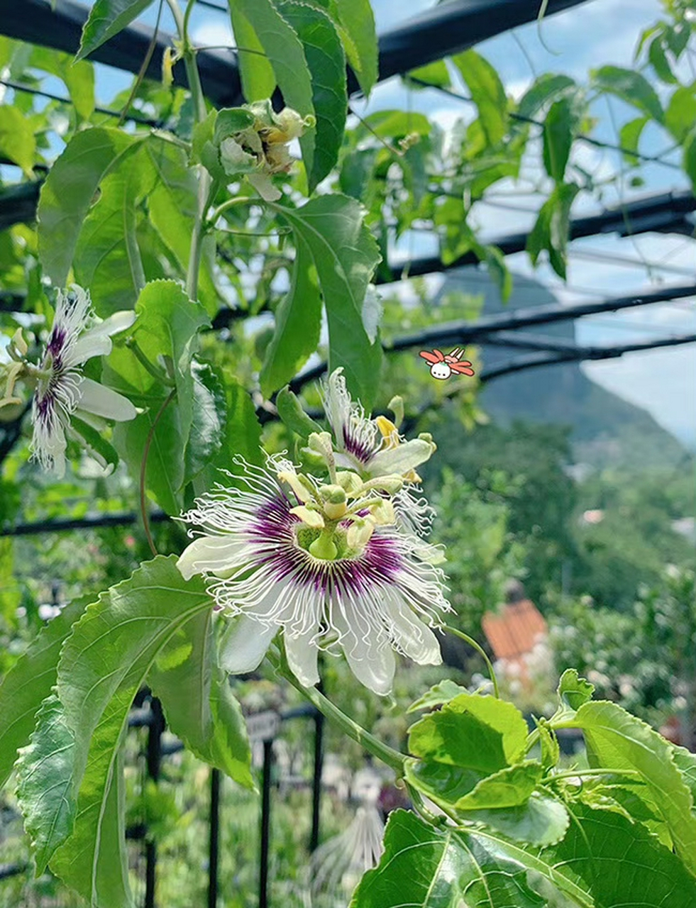 闻香果树开花结果图片图片