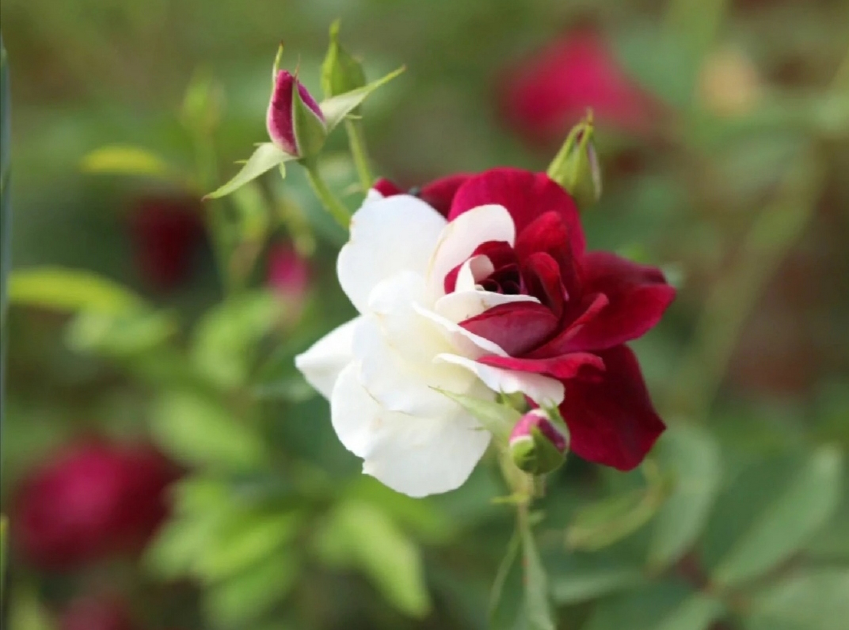 这玫瑰花什么品种,太漂亮了,大家有知道的吗?