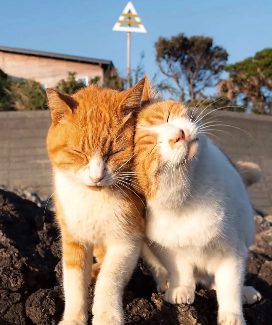 那就发几组猫咪的相亲相爱的情侣照