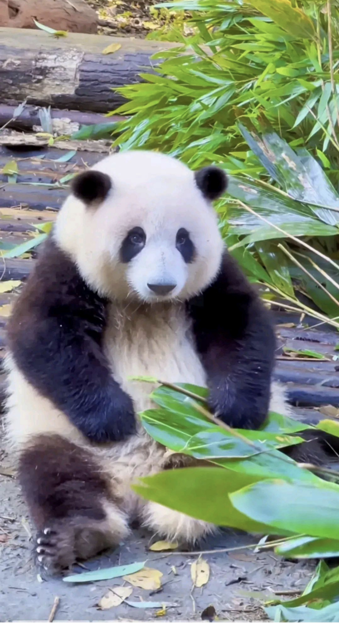 成都大运会吉祥物"蓉宝"的原型是大熊猫"芝麻"(图二).