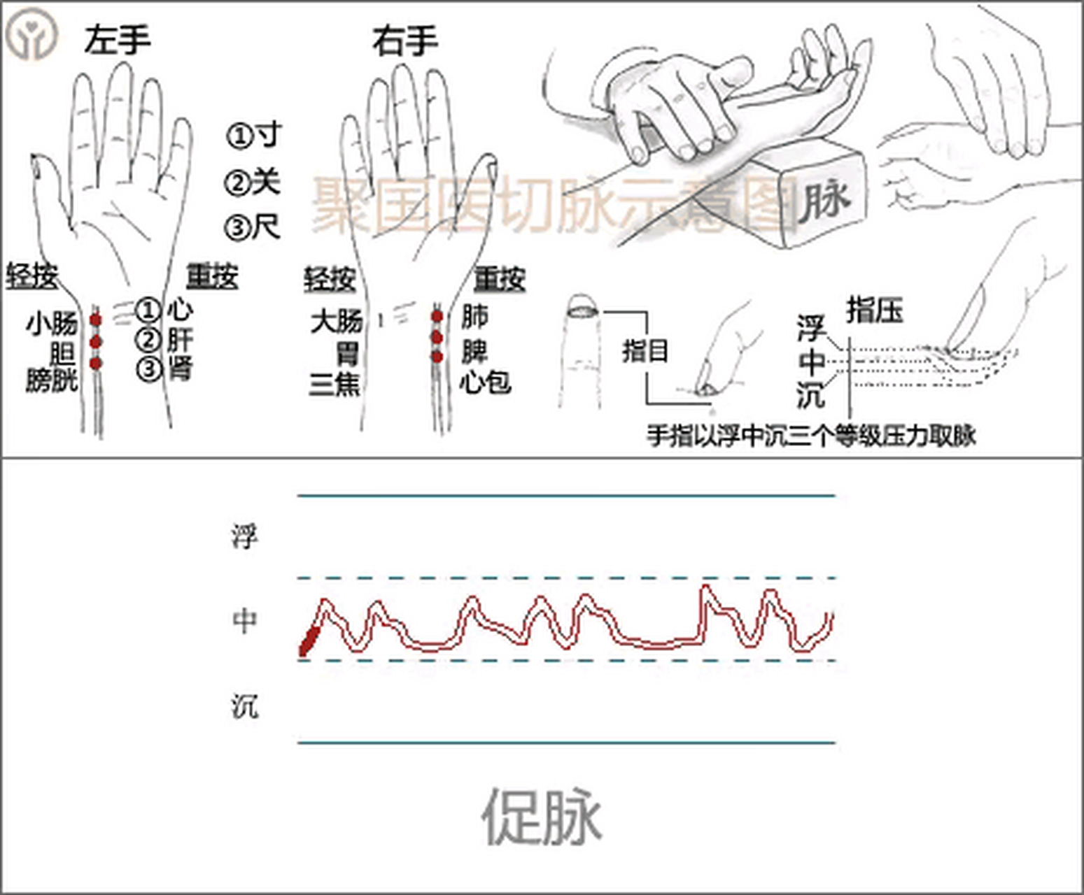 中医脉象十八种,今天我们带来最全面的讲解,让你轻松学会把脉!