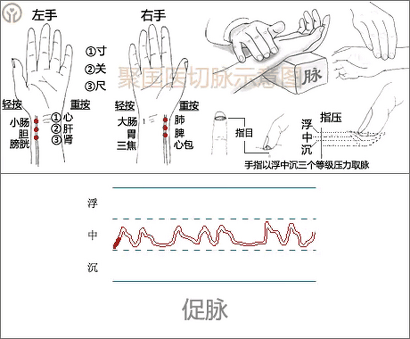 把脉的正确手法图片