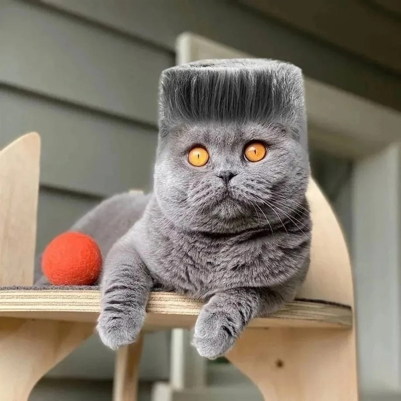 当你家蓝猫有了超酷的发型后,你会发现它比你还帅.