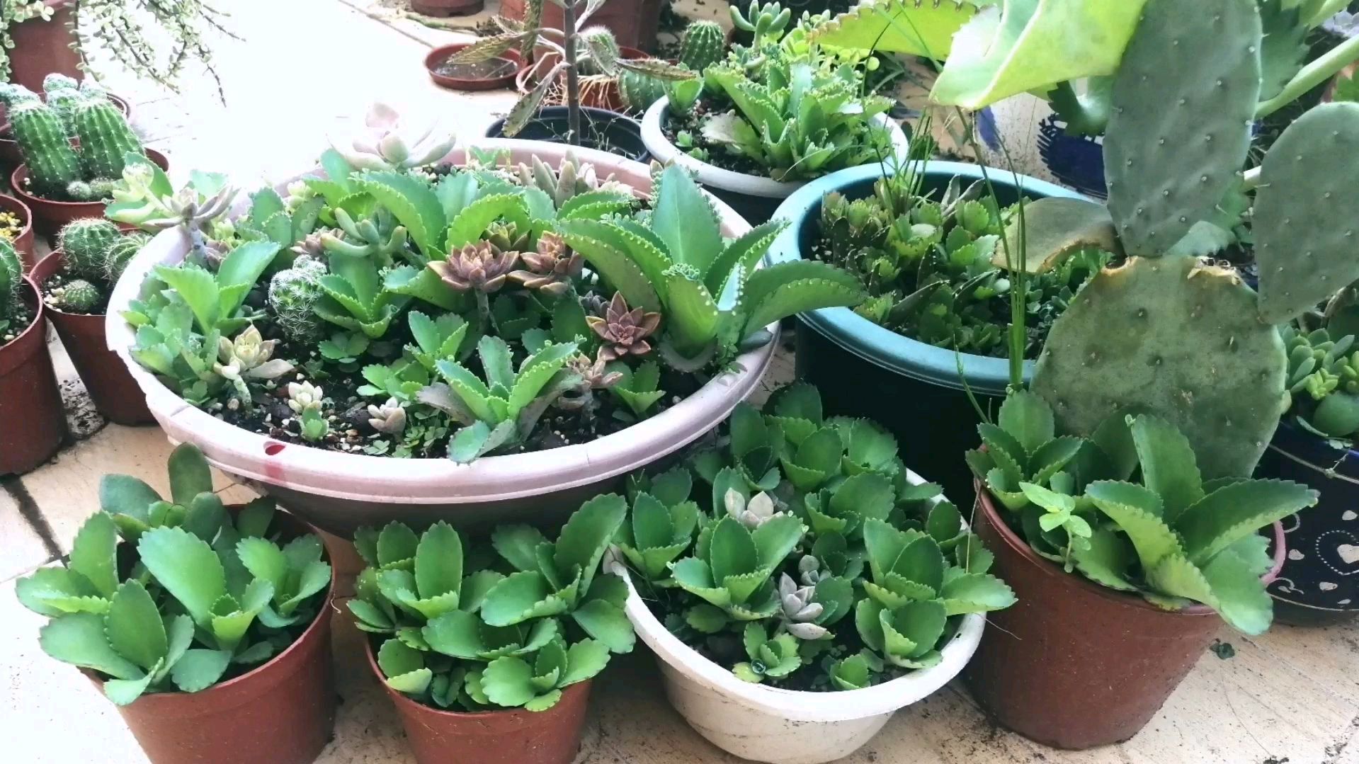 多肉植物不死鸟特别好养,还有要注意的事项吗?看阿莲怎么说