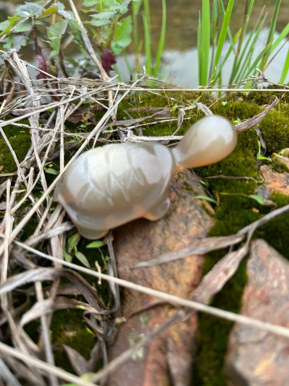 偶遇小龟龟散步