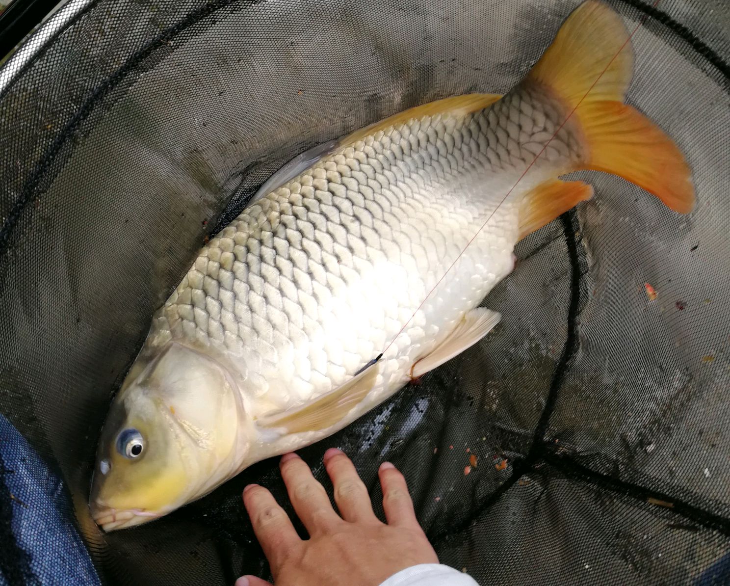 3斤鲤鱼长几年 - 2020年最新商品信息聚合专区 - 百度爱采购