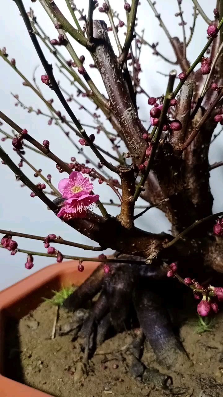 单瓣红千鸟,单瓣的梅花最有画意最能提现梅花的清美.-度小视
