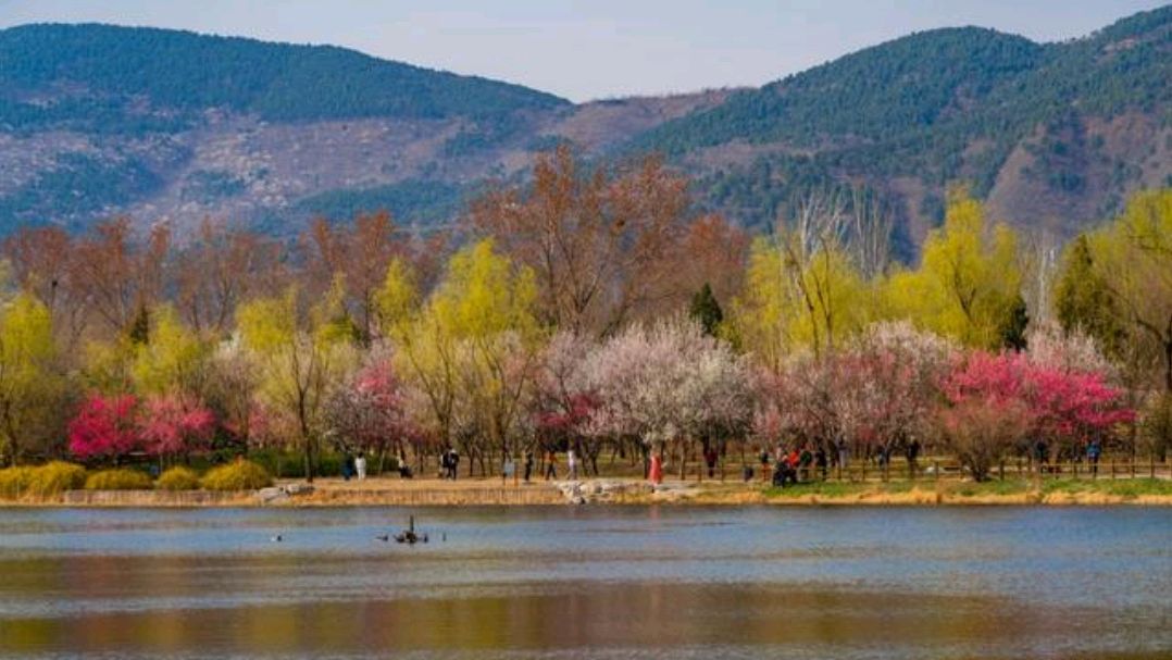 北京春游赏花就去北京植物园,给你对春天的所有想象(附照片)