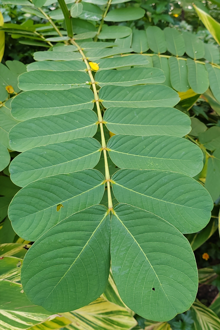 发现新事物:这种植物的叶子长得真有趣,对仗工整,好