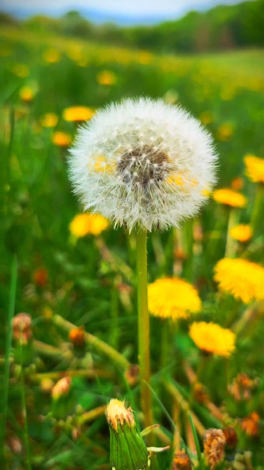 美丽的蒲公英