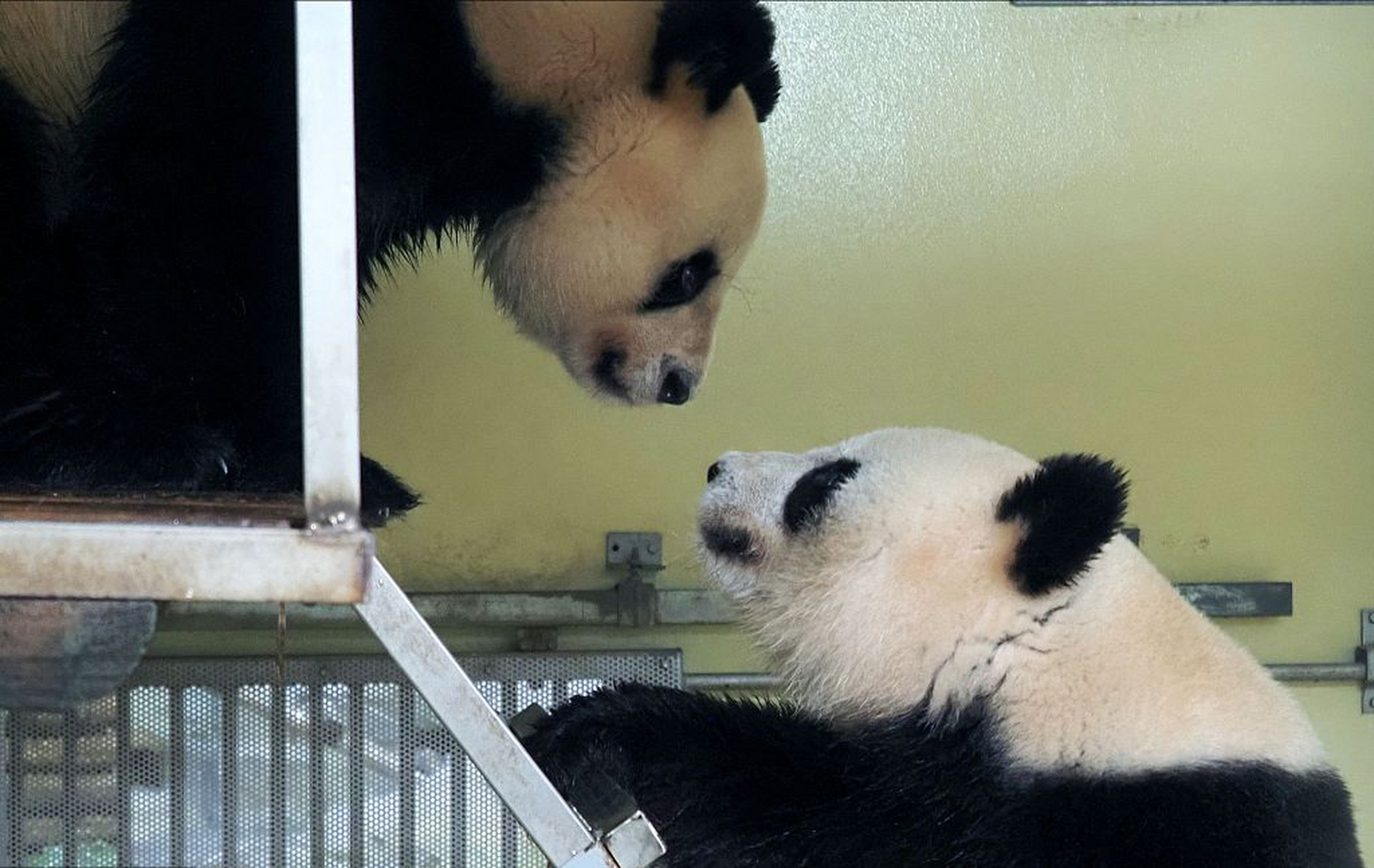 关注旅美大熊猫美香一家#  1997年8月27日,熊猫"添添"和"美香"出生于