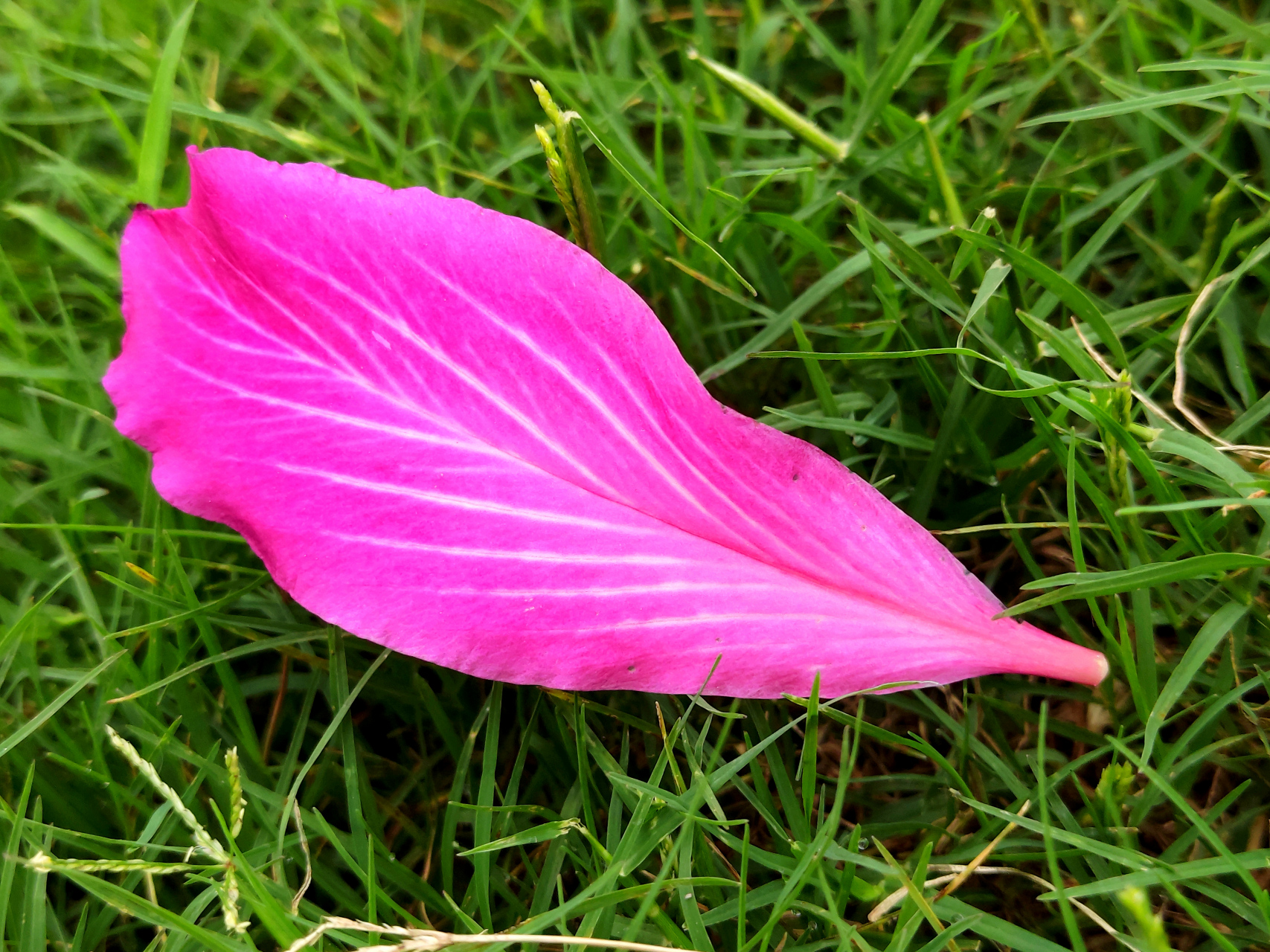 花朵的图片飘落图片