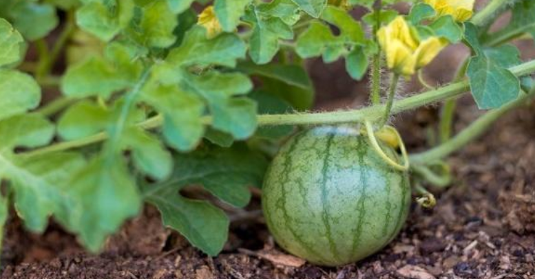 西瓜坐果到成熟要多长时间呢?