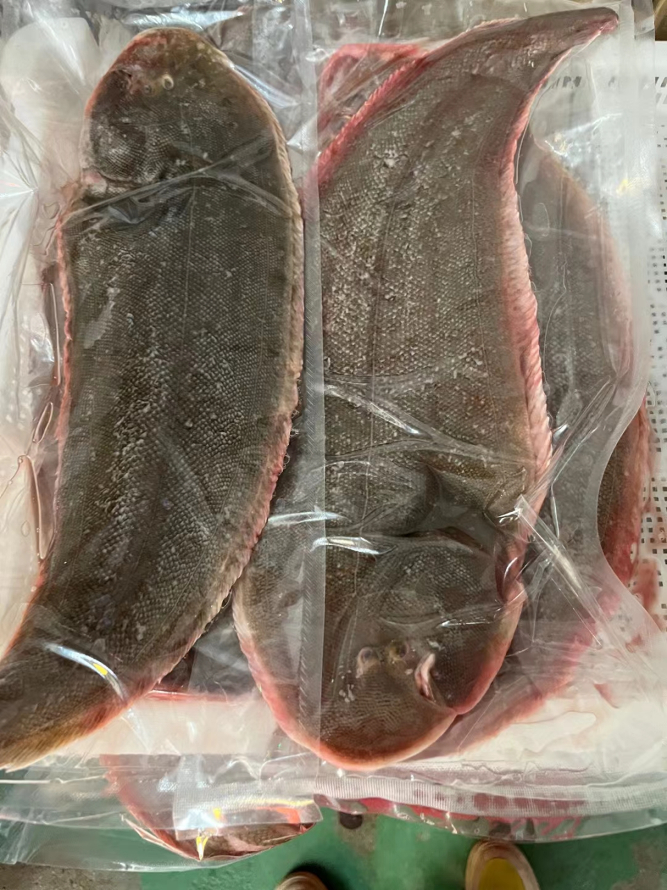 海鲜# 【大龙舌鱼】肉质细嫩营养丰富,出肉率高,只有中间的脊骨,刺少